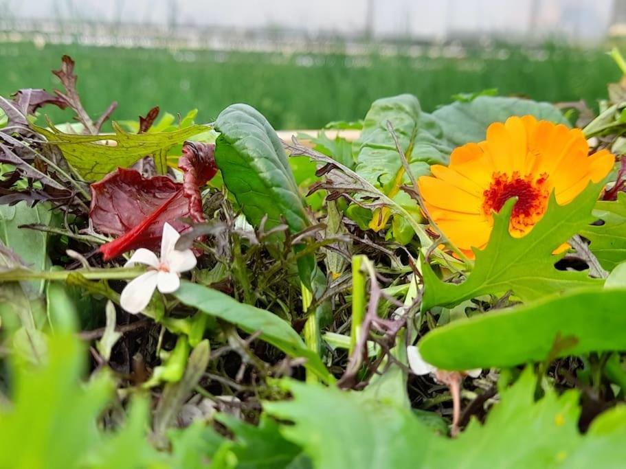 Maison De Campagne, Bulle De Verdure Montbron Ngoại thất bức ảnh